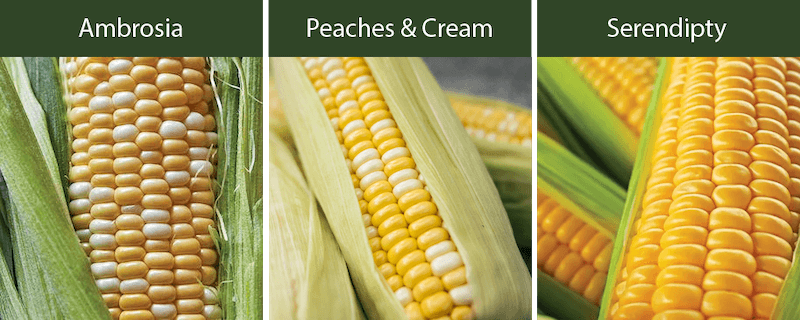 ambrosia corn peaches and cream corn serendipity corn varieties